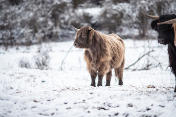 Highland Rinder