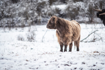 Highland Rinder