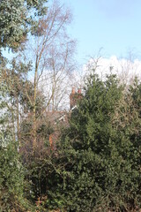 Vertical landscape of farmhouse rooftop and terracotta chimney pots with trees and blue sky