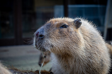 カピバラの近影