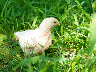 Teenage broiler chick (pullet or cockerel) on the green grass. Thoroughbred white chicken on the lawn, chicken farm. Selective focus on chicken.