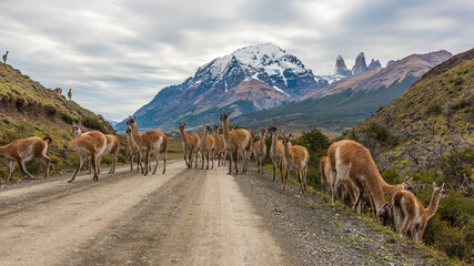 Guanacos (Lama guanacoe) in Torres del Paine National Park (CL)