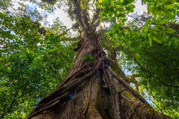 Old green tree, with big roots and krone in the jungle. Arenal Volcano National Park. Costa Rica,...