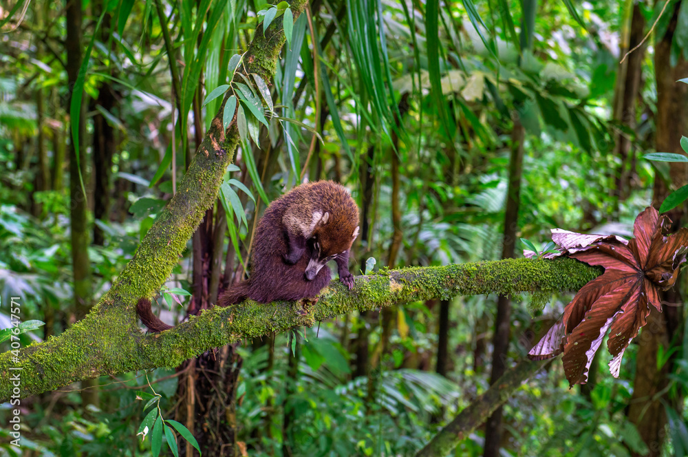 Wall mural Raccoon, Procyon lotor, white nosed on the tree in National Park Manuel Antonio, Costa Rica. Animal in the forest. Mammal in the nature habitat. Animal from tropical Costa Rica. Central America.