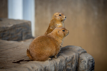 プレーリードッグの近影