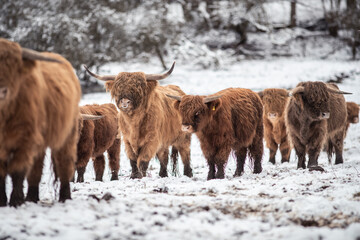 Highland Rinder