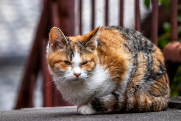 ノラ猫のポートレート