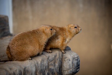 プレーリードッグの近影