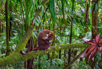 Raccoon, Procyon lotor, white nosed on the tree in National Park Manuel Antonio, Costa Rica. Animal in the forest. Mammal in the nature habitat. Animal from tropical Costa Rica. Central America.