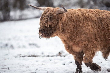 Highland Rinder