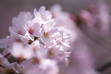 桜の花　春のイメージ