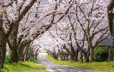 Fototapeta na wymiar 桜のアーチ　春の花見イメージ