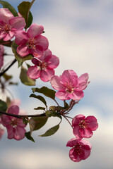 Apple tree (Malus domestica) blossoming