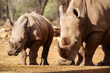 Naklejka premium Wild african life. A large and baby African white Rhinos on savannah on a sunny day.