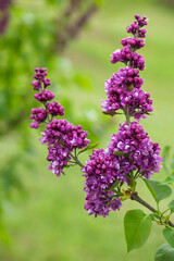 Common Lilac (Syringa vulgaris) cultivar
