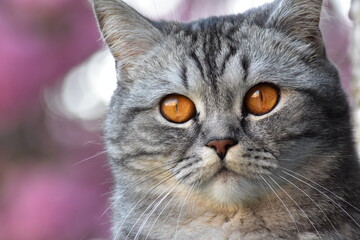 Fototapeta premium Unsere Katze Pia
