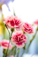 Fototapeta premium カーネーションの花