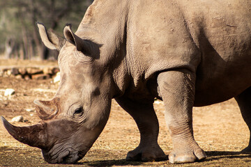 Portrait of a male bull white Rhino grazing in Etosha National park, Namibia. Wild african animals