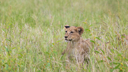 portrait of a lion cub