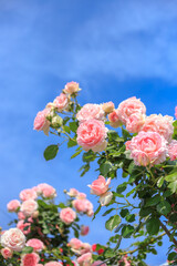 バラの花　屋外撮影