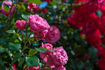 バラの花　屋外撮影