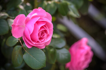バラの花　屋外撮影