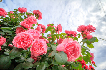 バラの花　屋外撮影