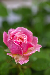 バラの花　屋外撮影