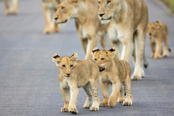 Playful lion cubs in Kruger