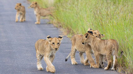 Playful lion cubs in Kruger