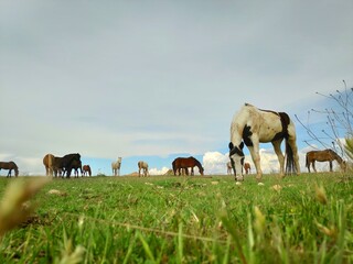 caballos  libres