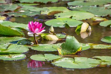 睡蓮の花　夏のイメージ