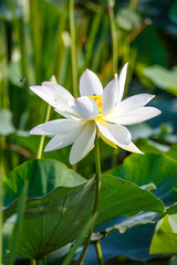 Fototapeta premium 蓮の花 夏のイメージ