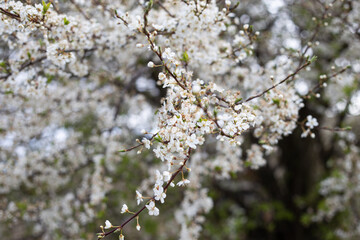 Obstbaum im Frühling mit vielen weißen Blüten
