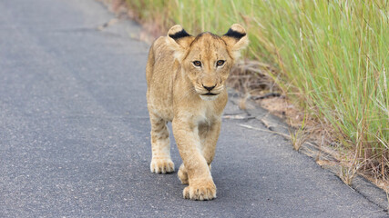 portrait of a lion cub