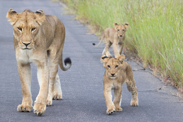 Lioness and cubs