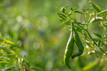 Green chili peppers growing on tree in the garden