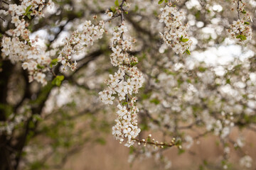 Obstbaum im Frühling mit vielen weißen Blüten