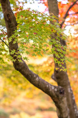 Fototapeta premium 紅葉 秋の和風イメージ