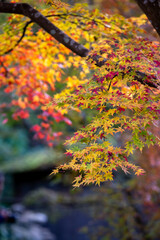 紅葉　秋の和風イメージ