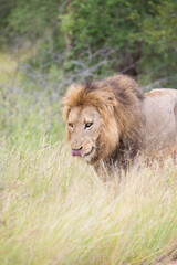 big male lion