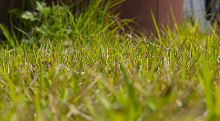 close - up green Lawn field.