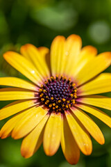 デイジーの花　春のイメージ