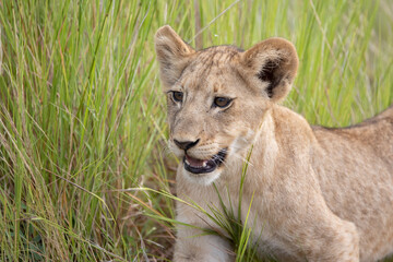 Portrait of a lion cub