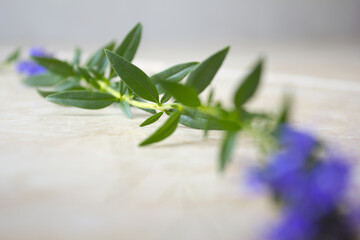 Close-up Rosemary Leaves and Stems