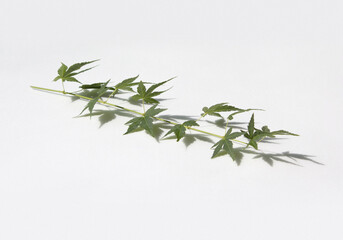 Fresh Green Maple leaf and stem isolated white background.