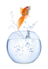 Beautiful goldfish jumping out of water on white background