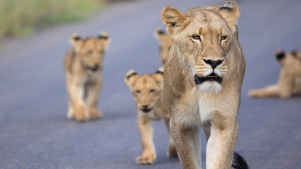 Fototapeta na wymiar lion cubs and lionesses