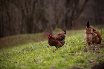 chickens and hens through the natural farm. poultry feeding on the grass. a group of domestic birds nibbling. barnyard fowl cluster