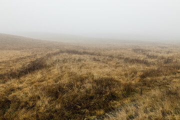 View of the misty meadow in the winter morning